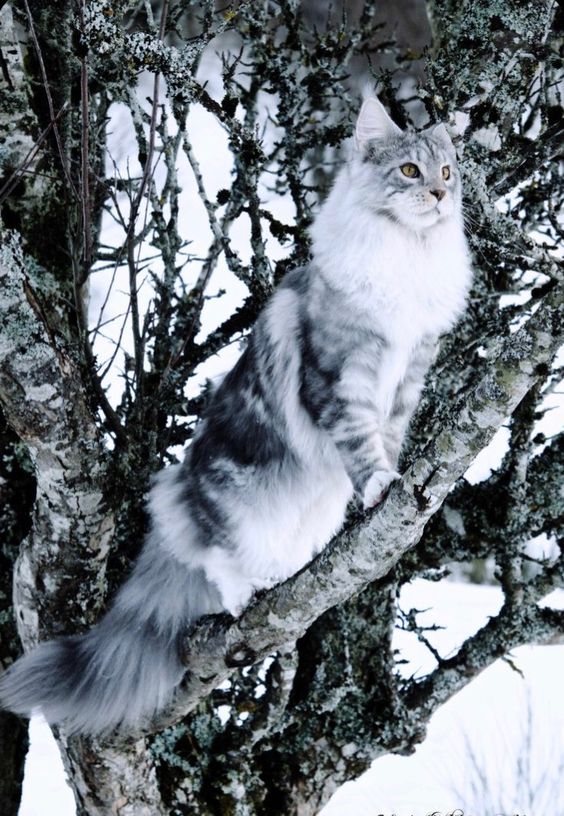 "The Majestic Siberian Feline: A Cat Breed Worth Falling in Love With" - Purr News