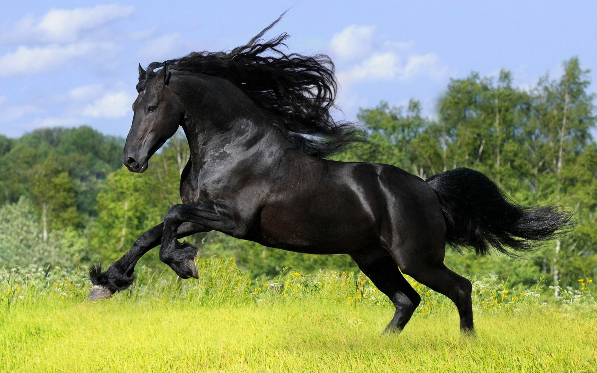 A Marvelous Tale: Brave Horse Rescues Little Dog from Drowning. binh - New Lifes