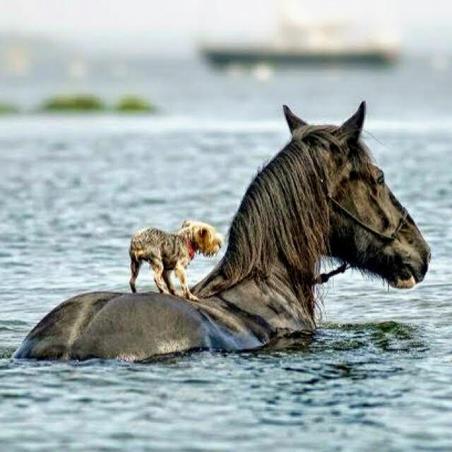 A Marvelous Tale: Brave Horse Rescues Little Dog from Drowning. binh - New Lifes