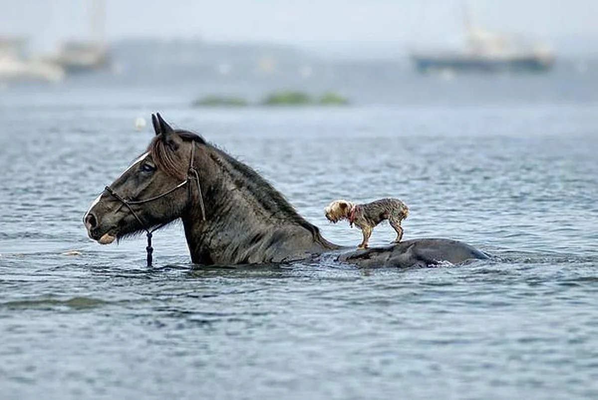 A Marvelous Tale: Brave Horse Rescues Little Dog from Drowning. binh - New Lifes