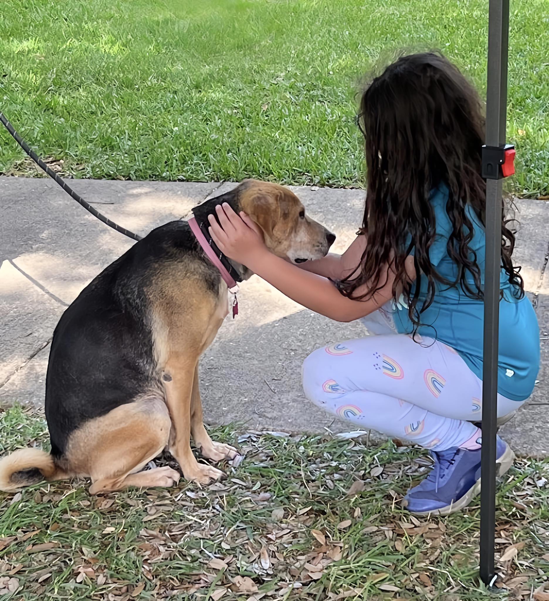 Emotional Scene at Adoption Event: Lonely Dog Left Behind as Puppies Find Homes q. - Puppy Blog