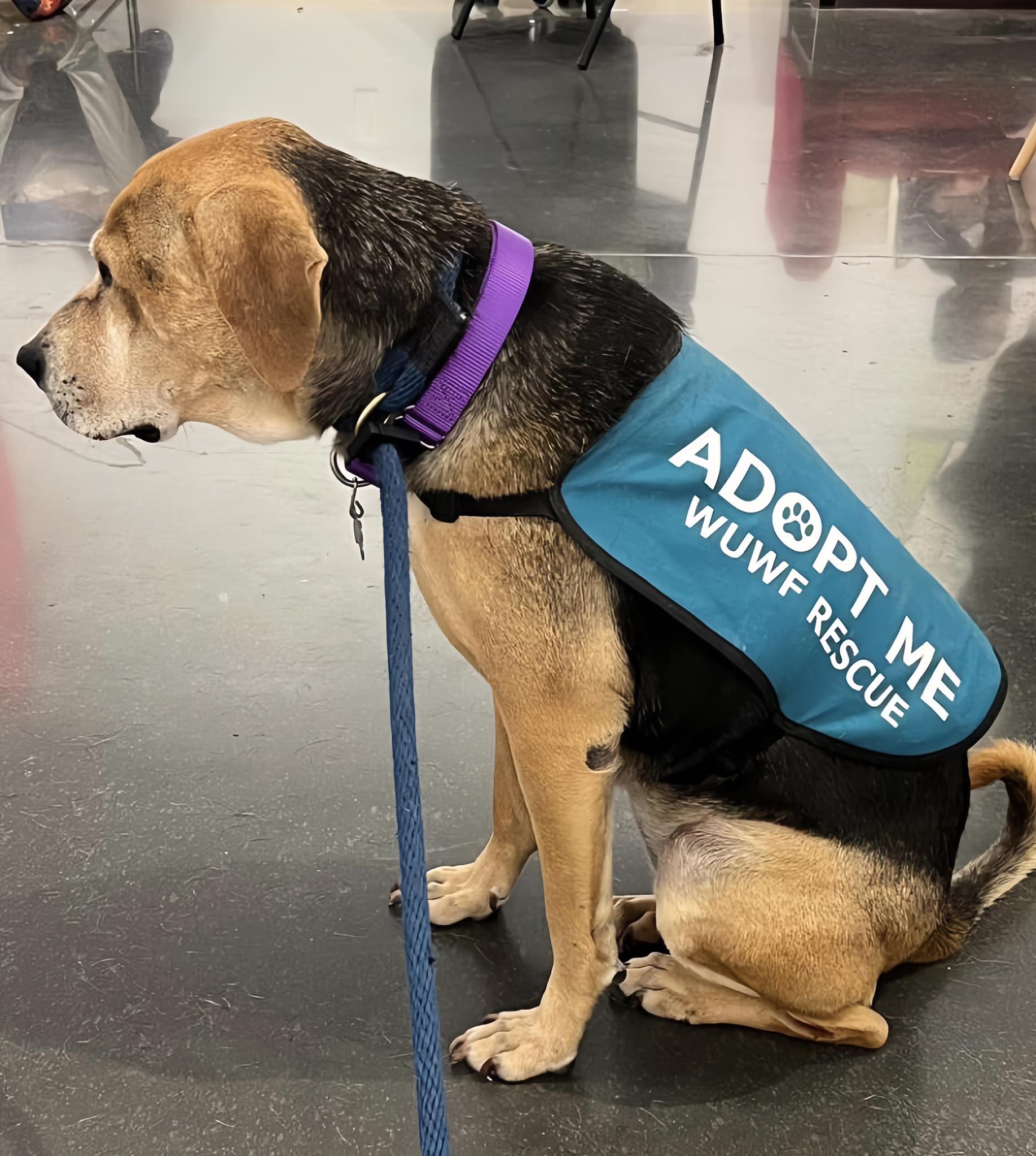 Emotional Scene at Adoption Event: Lonely Dog Left Behind as Puppies Find Homes q. - Puppy Blog