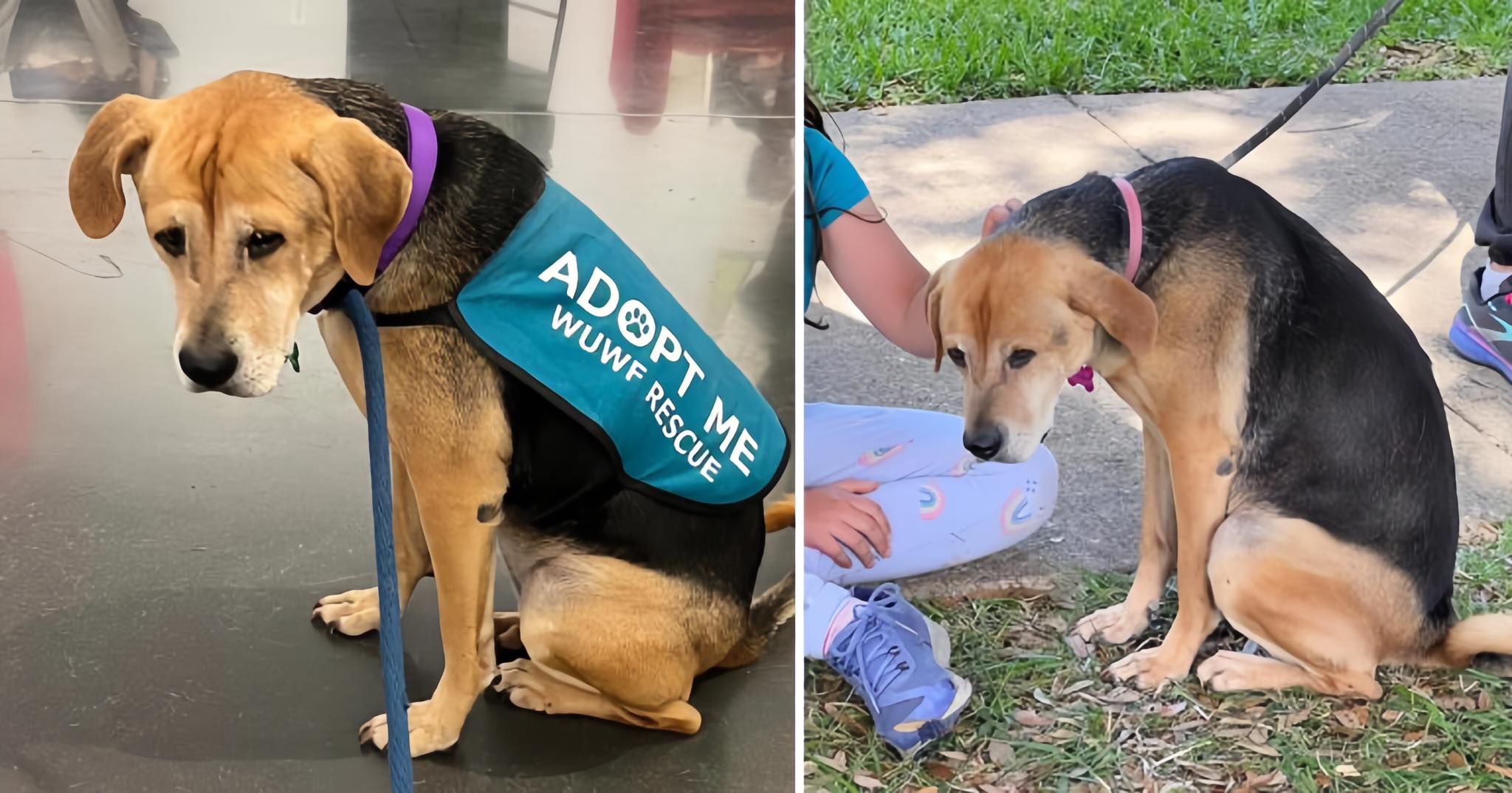 Emotional Scene at Adoption Event: Lonely Dog Left Behind as Puppies Find Homes q. - Puppy Blog