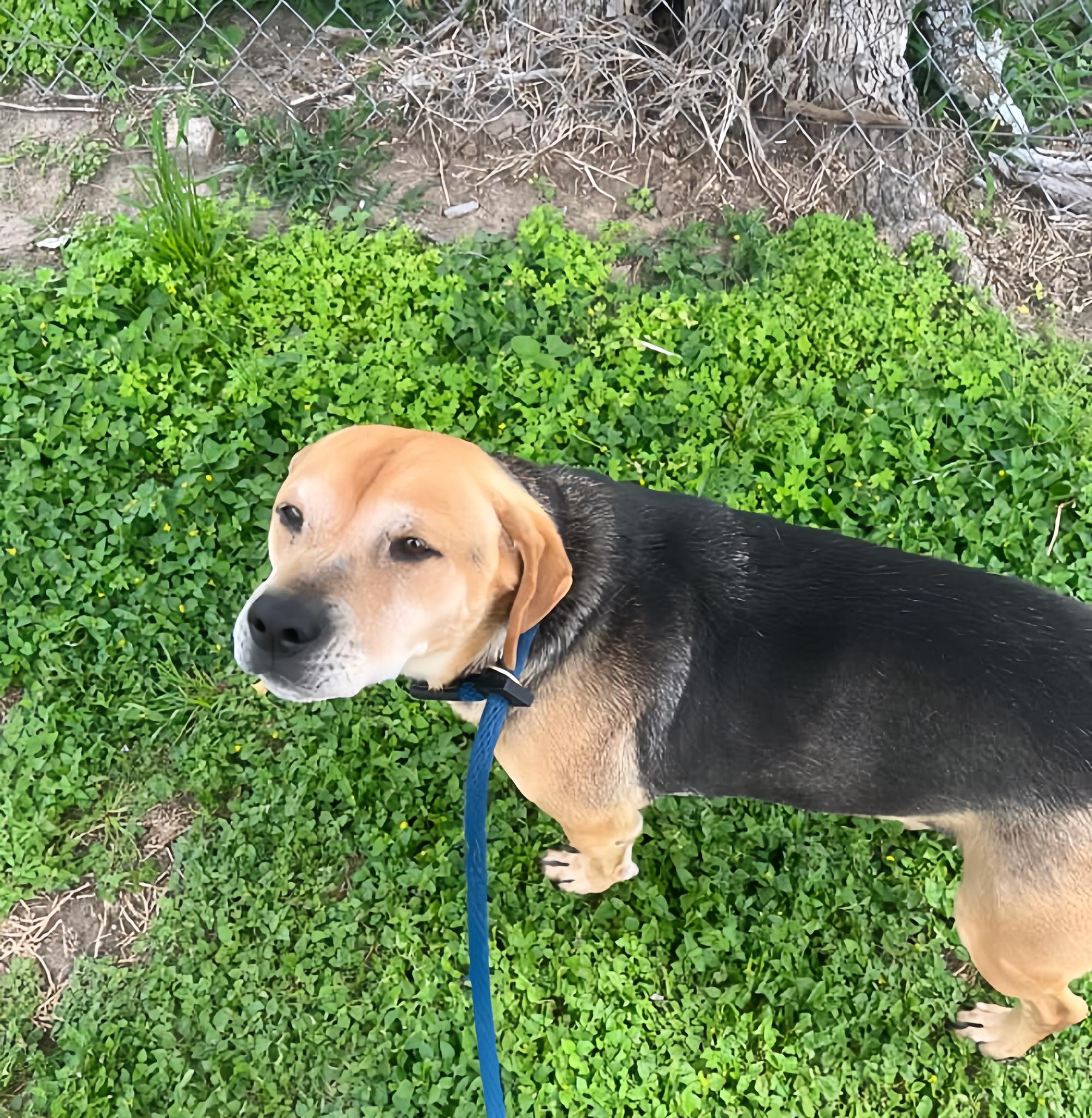 Emotional Scene at Adoption Event: Lonely Dog Left Behind as Puppies Find Homes q. - Puppy Blog