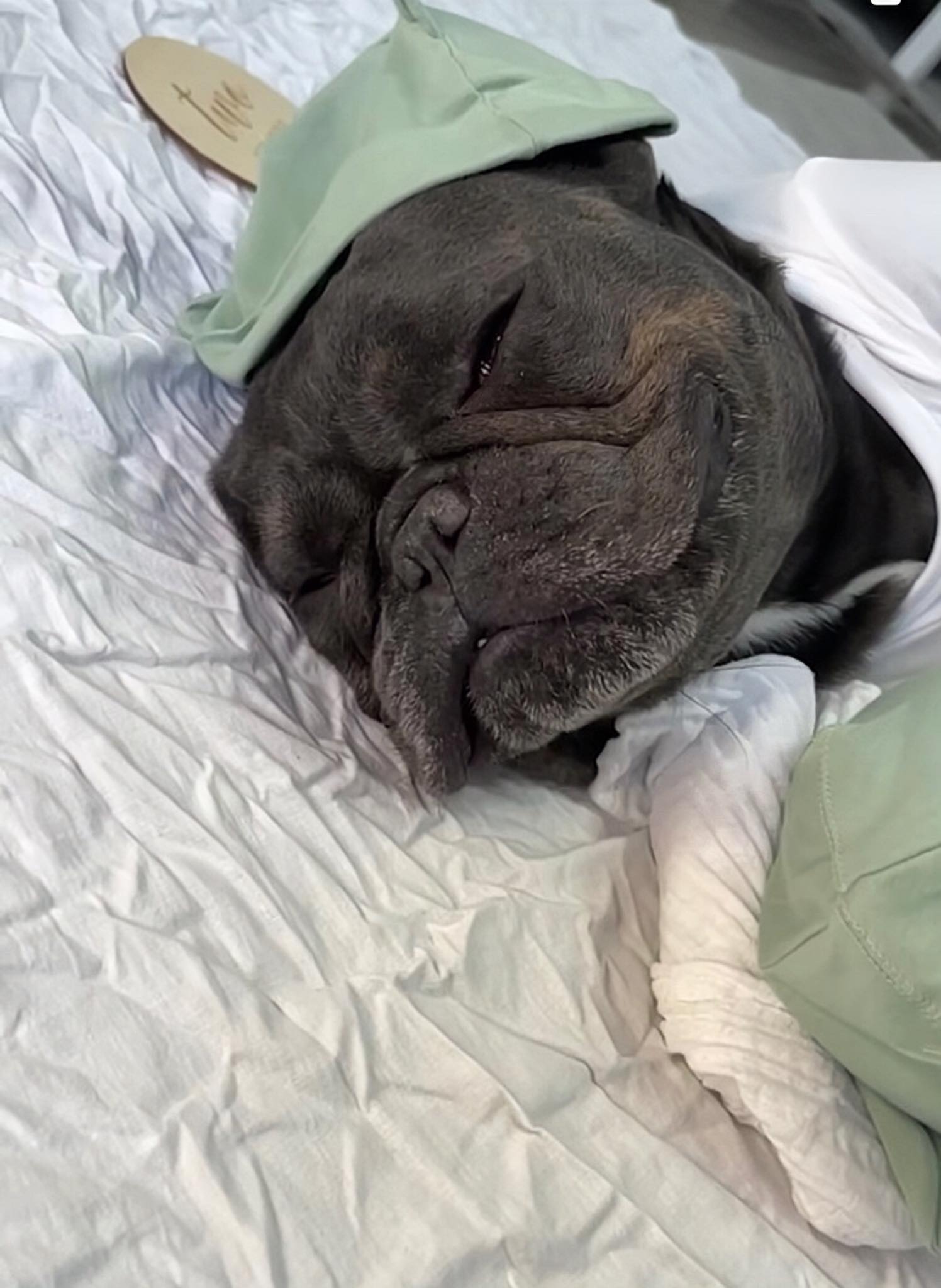 Frenchie dog napping with newborn baby, the cuteness attracts millions of people q. - Puppy Blog