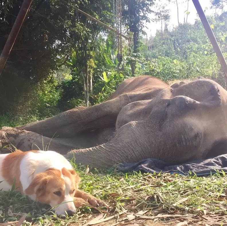 Until dusk and his last breath, the dog lay close to his elephant friend, refusing to leave the dying elephant's side