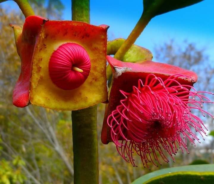 Tempting Blooms: Unveiling a New Flower Species with a Sandwich-Like Appearance - Bumkeo