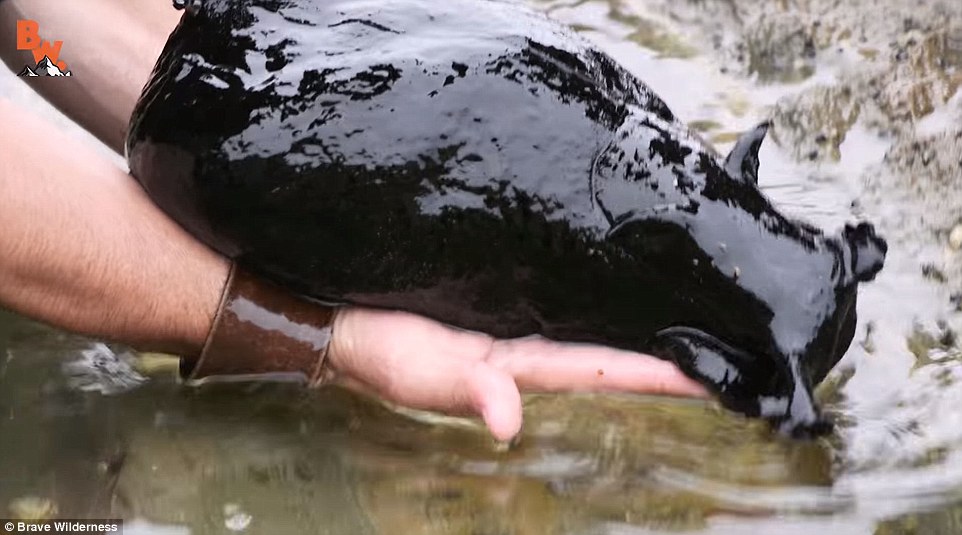 Discovery Channel host finds massive black slug as big as a small dog lurking the tide pools at a California beach