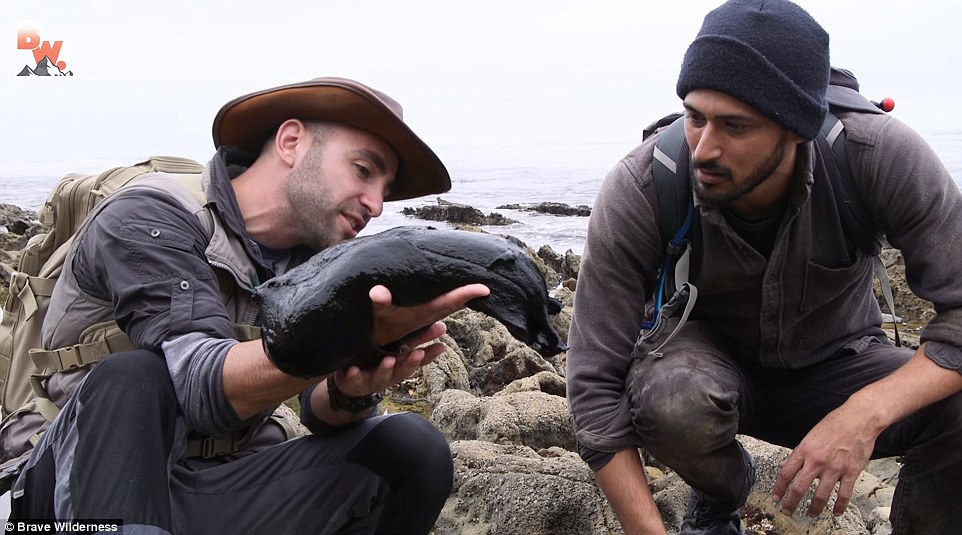 Discovery Channel host finds massive black slug as big as a small dog lurking the tide pools at a California beach