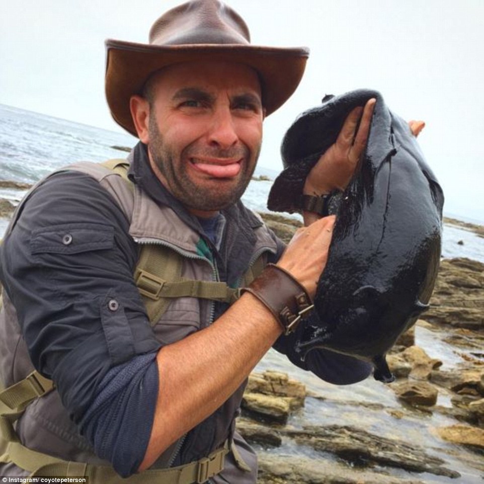 Discovery Channel host finds massive black slug as big as a small dog lurking the tide pools at a California beach