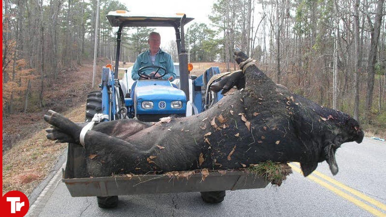 Frightened by the giant wild boar weighing a record 500 pounds of freedom (video). SN - LifeAnimal