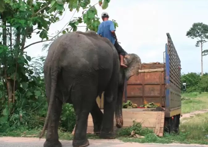 Until dusk and his last breath, the dog lay close to his elephant friend, refusing to leave the dying elephant's side