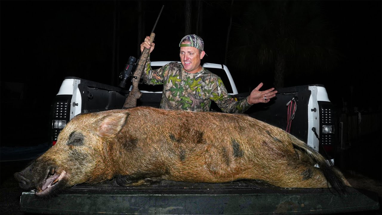 Frightened by the giant wild boar weighing a record 500 pounds of freedom (video). SN - LifeAnimal