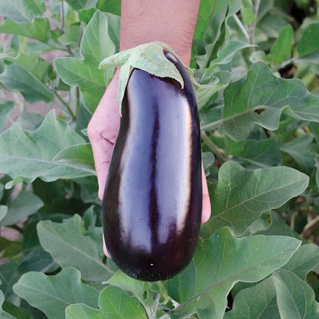 Discovering Nature's Enigmatic Marvel: Embarking on a Journey into the Colossal Eggplant Realm! - Sporting ABC