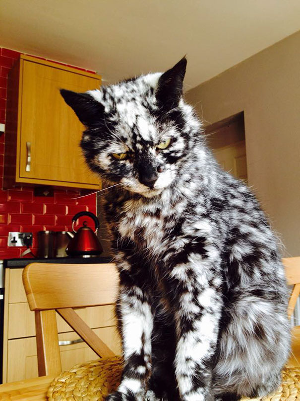 "Meow-some Fur Patterns: Explore the Wackiest Cat Markings Beyond Your Imagination"