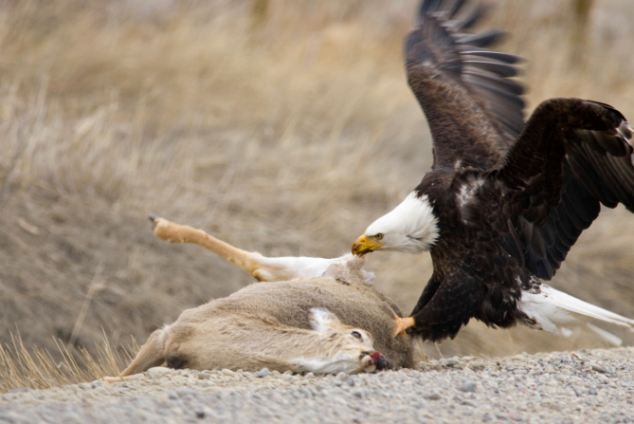 Majestic Power: The Mighty Eagle's Hunting Mastery Unveiled as it Captures Deer (Video).TMS - LifeAnimal