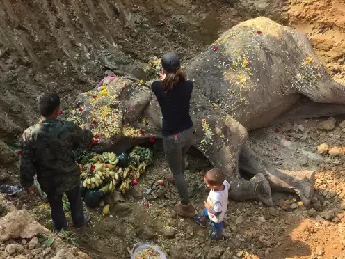 Until dusk and his last breath, the dog lay close to his elephant friend, refusing to leave the dying elephant's side