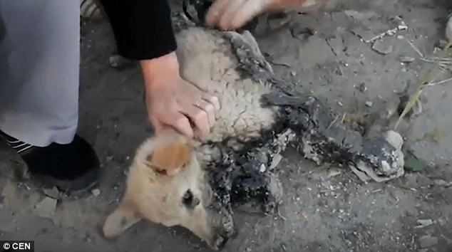 "Rescuing Abandoned Dogs Stuck to Wet Asphalt: A Heartbreaking Encounter" - vnxaluan