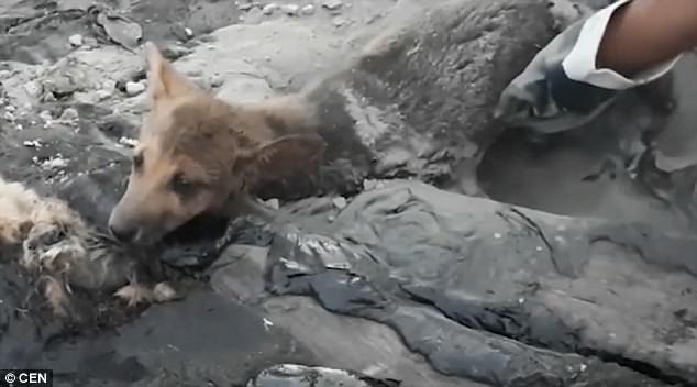 "Rescuing Abandoned Dogs Stuck to Wet Asphalt: A Heartbreaking Encounter" - vnxaluan