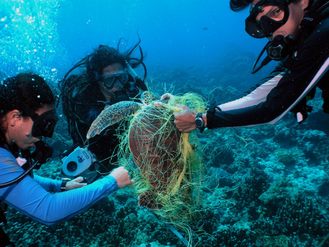 pp.The dramatic rescue of the turtle trapped in the net of garbage thrown into the sea and inside the plastic belly.p - LifeAnimal