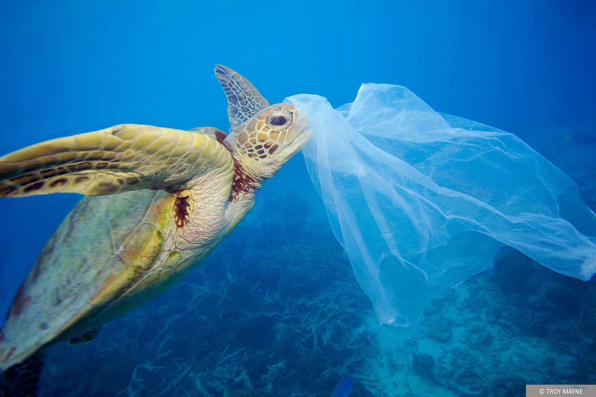 pp.The dramatic rescue of the turtle trapped in the net of garbage thrown into the sea and inside the plastic belly.p - LifeAnimal