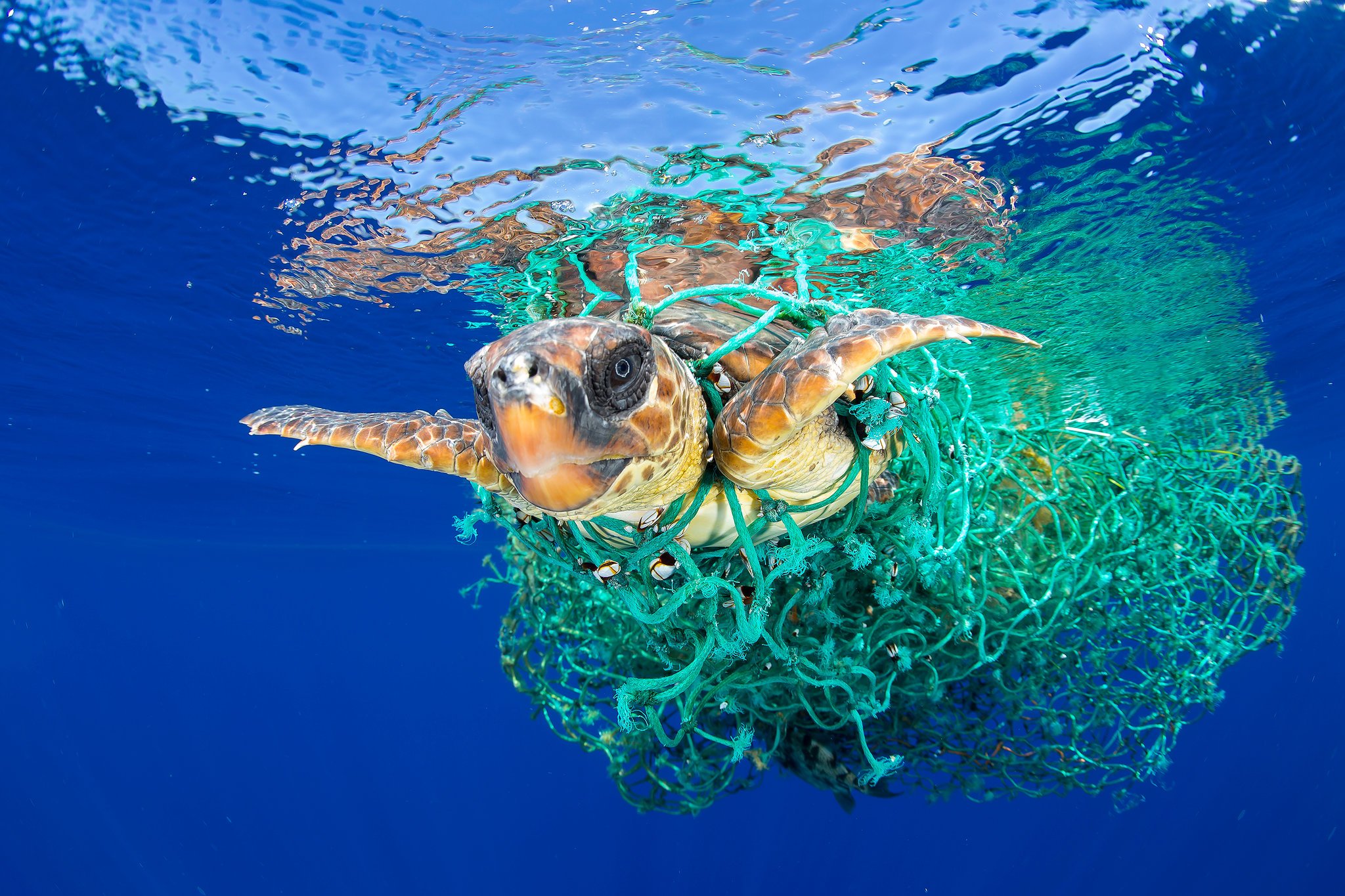 pp.The dramatic rescue of the turtle trapped in the net of garbage thrown into the sea and inside the plastic belly.p - LifeAnimal