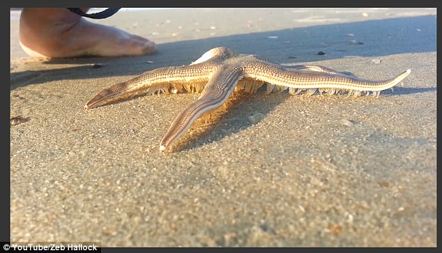 Finding his sea legs? Incredible footage shows a starfish 'walking' on a beach before being returned to the ocean