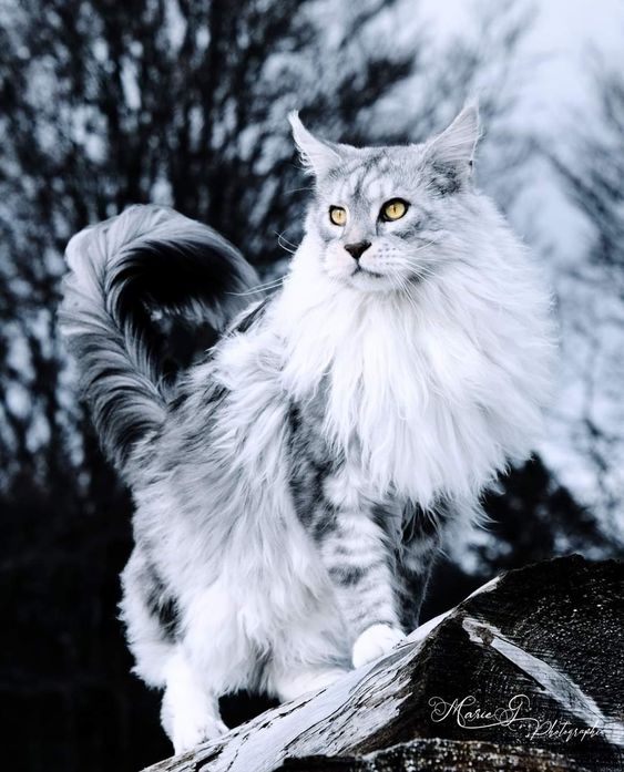 "The Majestic Siberian Feline: A Cat Breed Worth Falling in Love With" - Purr News