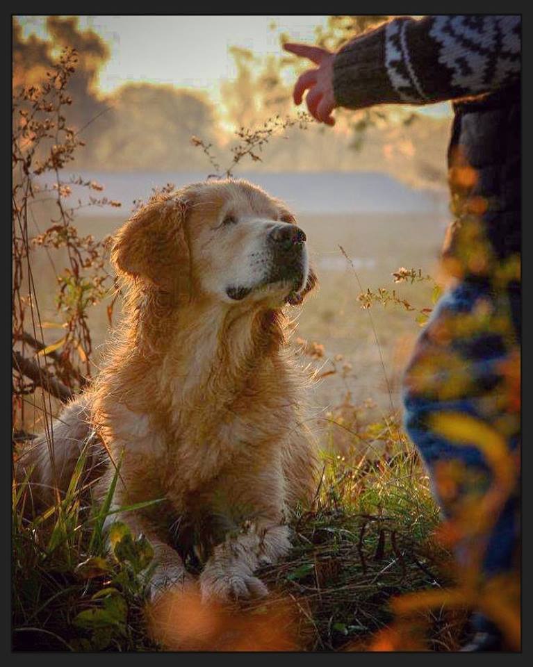 The Inspirational Power of a Blind Dog's Infectious Positivity: Embracing the Present and Living Life to the Fullest. long - New Lifes