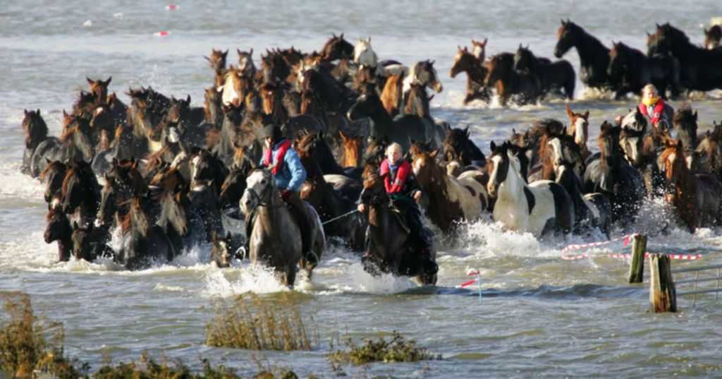 7 Brave Women Saved 100 Horses Stuck On Island