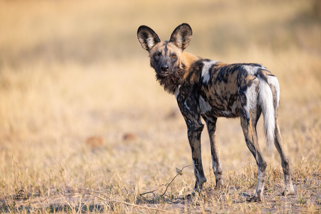 Discover the Fascinating World of African Wild Dogs: 10 Fun Facts to Marvel at Nature's Unbridled Splendor.