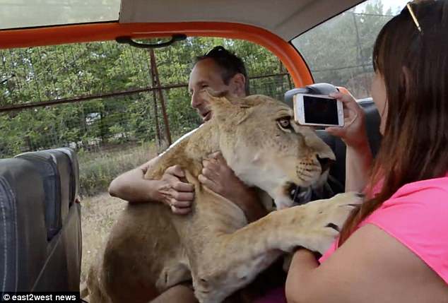 Lioness 'hugs and kisses' foolhardy tourist before the safari park's owner pulls the animal away with his bare hands