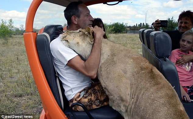 Lioness 'hugs and kisses' foolhardy tourist before the safari park's owner pulls the animal away with his bare hands