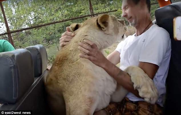 Lioness 'hugs and kisses' foolhardy tourist before the safari park's owner pulls the animal away with his bare hands