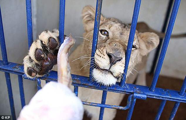 Lioness 'hugs and kisses' foolhardy tourist before the safari park's owner pulls the animal away with his bare hands