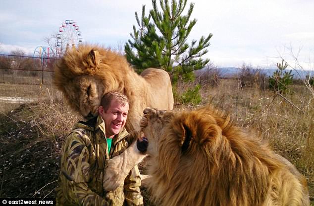 Lioness 'hugs and kisses' foolhardy tourist before the safari park's owner pulls the animal away with his bare hands