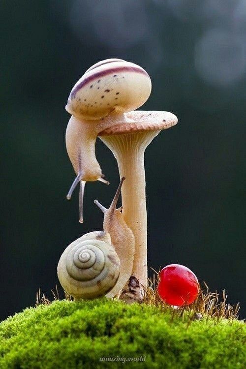 Race to the Top: Snails Ascend Mushroom Trees in Adorable Race to the Top.LH - New Lifes