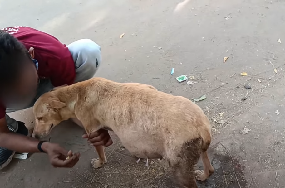 Poor homeless mother dog whose belly is growing bigger is helplessly looking at everyone with earnest eyes, pleading for help for herself and her cubs in this moment of crisis - Foxmeo