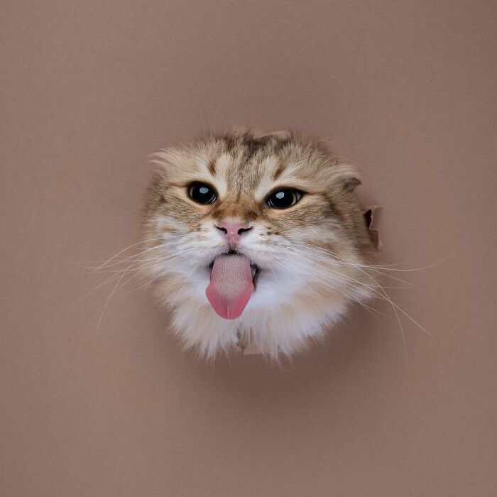 "Feline Artistry: A Candid Chat with Nils Jacobi on Capturing Cats Crossing a Paper Wall in 23 Stunning Photographs" - Thoisu9