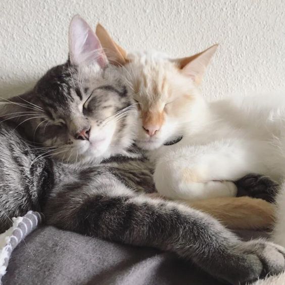 Celebrating the Endearing Love of Well-Known Feline Duos – Icestech