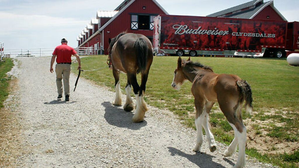 4 Newborn Baby Clydesdales Join The Budweiser Family