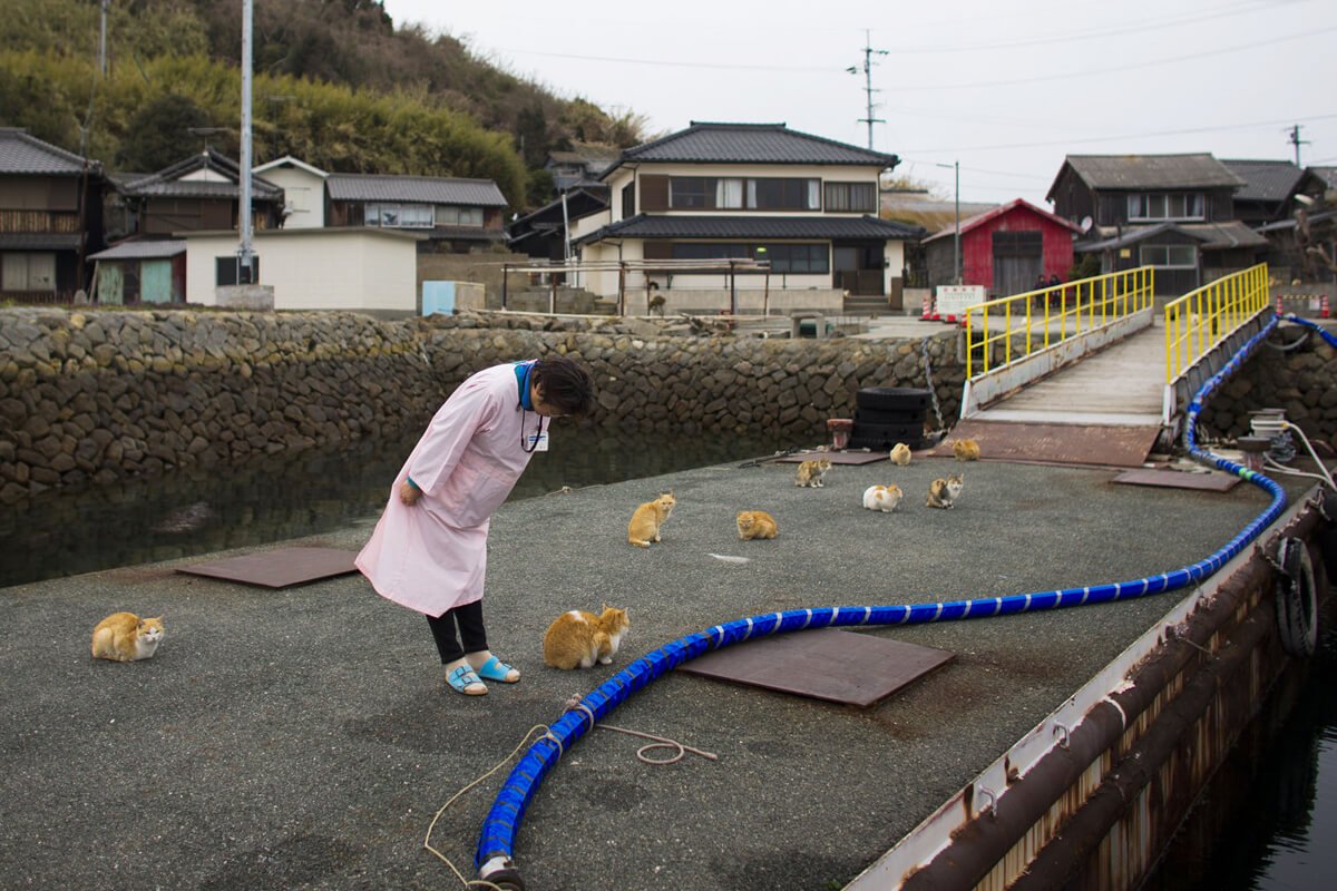 Discover the Enchanting Island in Japan Where Felines Outnumber Humans 6 to 1 - Yeudon