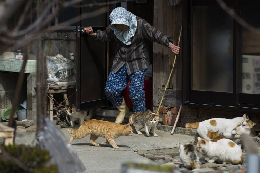 Discover the Enchanting Island in Japan Where Felines Outnumber Humans 6 to 1 - Yeudon