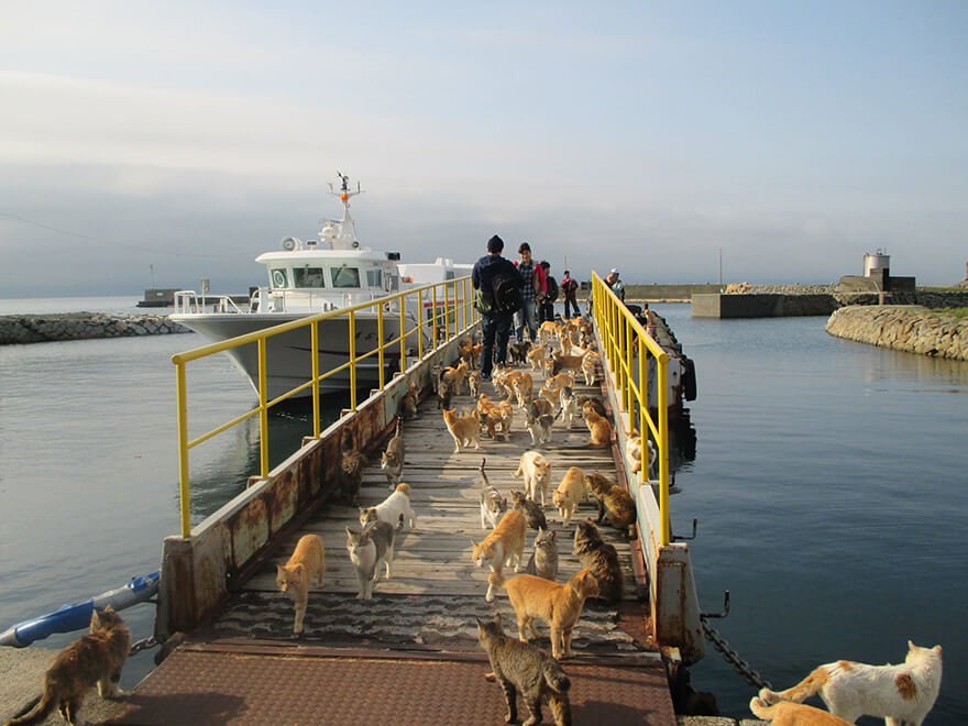 Discover the Enchanting Island in Japan Where Felines Outnumber Humans 6 to 1 - Yeudon