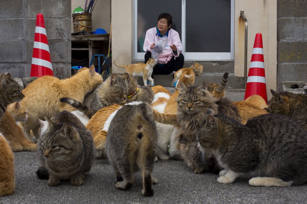 Discover the Enchanting Island in Japan Where Felines Outnumber Humans 6 to 1 - Yeudon