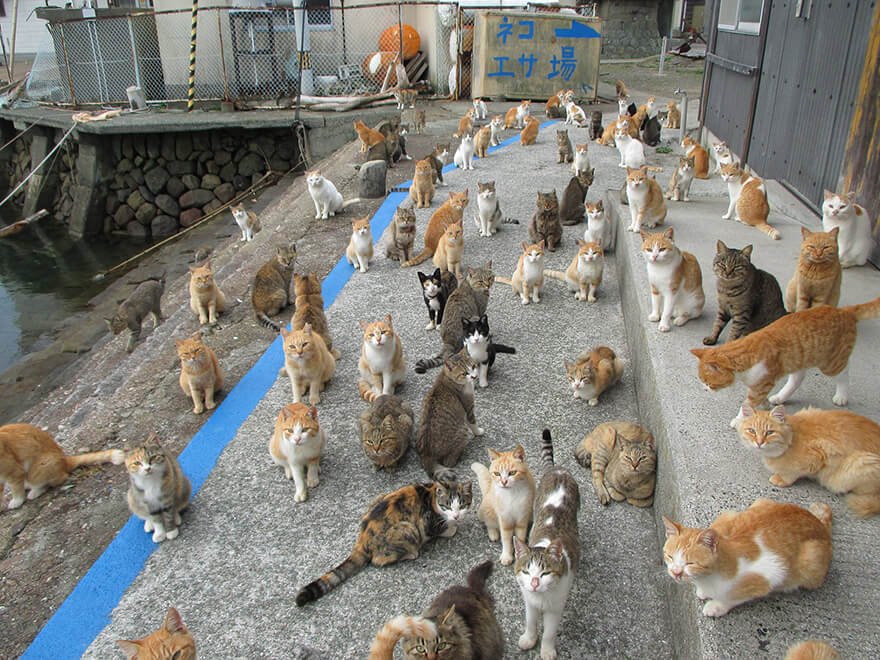 Discover the Enchanting Island in Japan Where Felines Outnumber Humans 6 to 1 - Yeudon