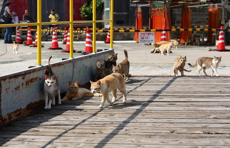 Discover the Enchanting Island in Japan Where Felines Outnumber Humans 6 to 1 - Yeudon