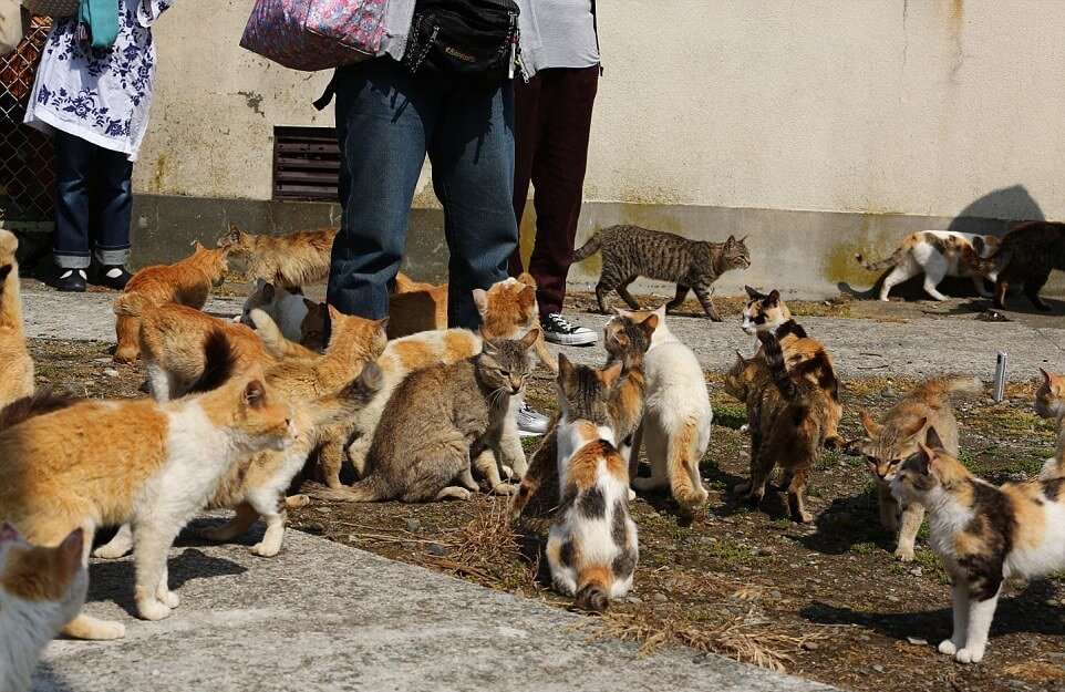 Discover the Enchanting Island in Japan Where Felines Outnumber Humans 6 to 1 - Yeudon