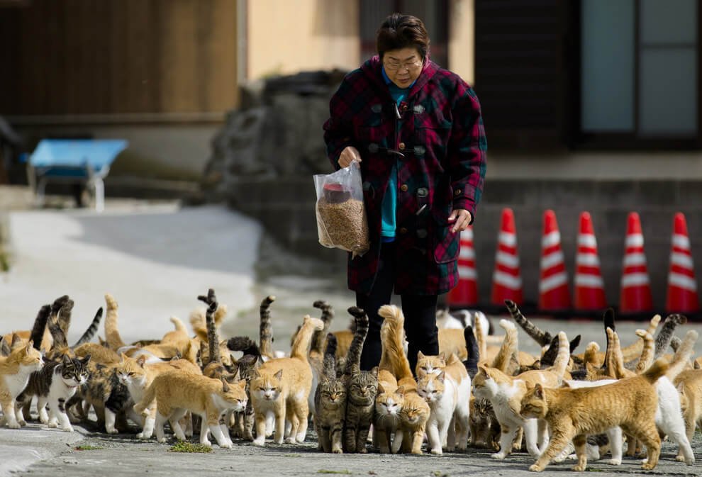 Discover the Enchanting Island in Japan Where Felines Outnumber Humans 6 to 1 - Yeudon