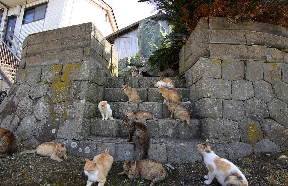 Discover the Enchanting Island in Japan Where Felines Outnumber Humans 6 to 1 - Yeudon